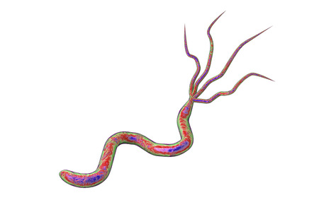 3D illustration of Helicobacter pylori, bacterium which causes gastric and duodenal ulcer isolated on white backgroundの写真素材