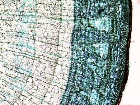 Micrograph of pine wood, light microscopy, magnification X50の写真素材