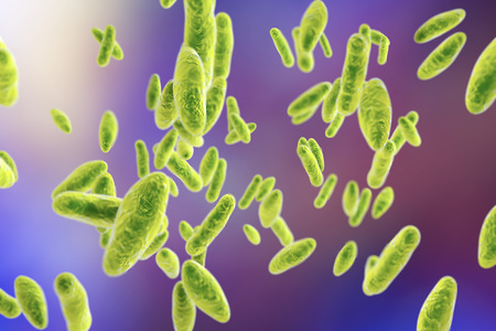 Brucella bacteria, 3D illustration. Gram-negative pleomorphic bacteria which cause brucellosis in...