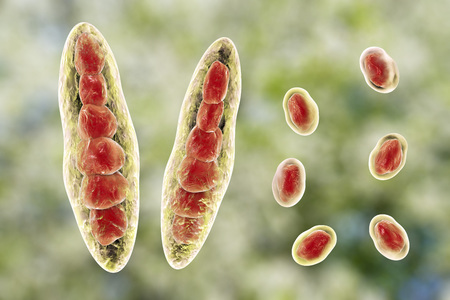 Fungus Trichophyton mentagrophytes. Macroconidia multi-celled bodies and microconidia with one spore , 3D illustration. Causes athlete's foot Tinea pedis and scalp ringworm Tinea capitusの写真素材