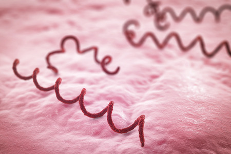 Treponema pallidum on the surface of human skin or mucus membrane, bacterium which causes syphilis, sexually transmitted bacterium, close-up view. 3D illustrationの写真素材