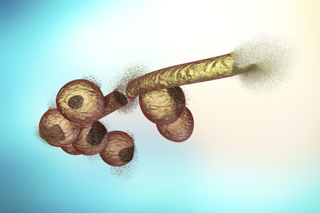 Destruction of Candida fungi, 3D illustration. Can be used to illustrate effect of antifungal drugs,...