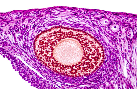 Ovarian follicles. Light microscopy, hematoxylin and eosin stain, magnification 200x. Colors are enhanced for better visualisationの写真素材