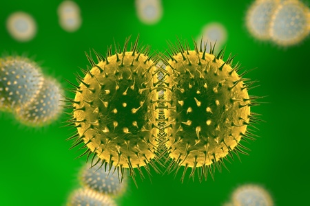 Bacteria Neisseria gonorrhoeae or Neisseria meningitidis, gonococcus and meningococcus, 3D...