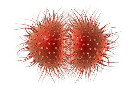 Bacteria Neisseria gonorrhoeae or Neisseria meningitidis, gonococcus and meningococcus, 3D...