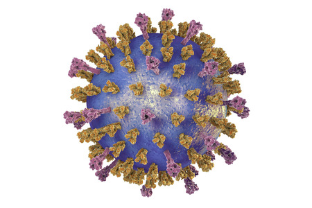 Respiratory syncytial virus, 3D illustration which shows structure of virus of two types of surface...