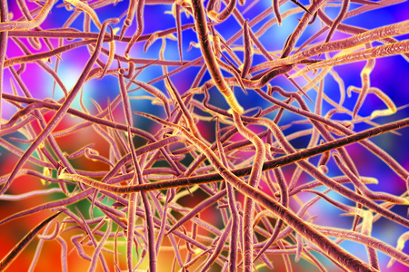Nocardia bacteria, 3D illustration. Filamentous gram-positive bacteria which cause pulmonary...