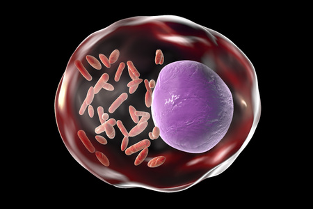 Bacteria Rickettsia inside human cell, 3D illustration. Gram-negative bacteria which cause epidemic...