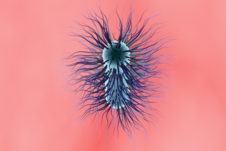 Escherichia coli bacterium, 3D illustration. Gram-negative bacterium with peritrichous flagella...