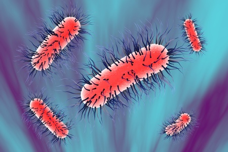 Escherichia coli bacterium, 3D illustration. Gram-negative bacterium with peritrichous flagella...