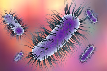 Escherichia coli bacterium, 3D illustration. Gram-negative bacterium with peritrichous flagella...