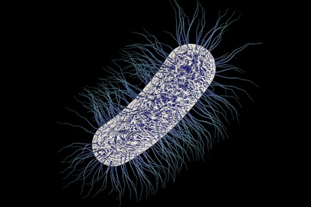 Escherichia coli bacterium, 3D illustration. Gram-negative bacterium with peritrichous flagella which is part of normal intestinal microflora and also causes enteric and other infectionsの写真素材
