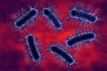 Escherichia coli bacterium, 3D illustration. Gram-negative bacterium with peritrichous flagella...