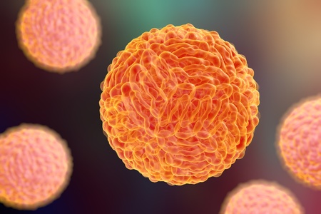 Dengue virus which causes yellow fever and is transmitted by mosquito, 3D illustration. A model is...