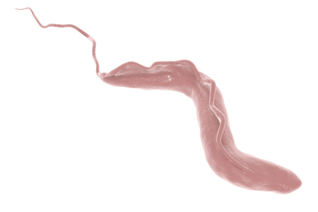 Trypanosoma brucei which is transmitted by tse-tse fly and causes African sleeping sickness,...