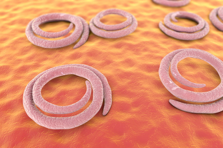Roundworms Trichina spiralis, formely called Trichinella spiralis, helminths which cause...