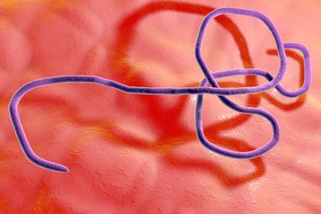 Ebola virus, hemorrhagic fever virus. 3D illustrationの写真素材