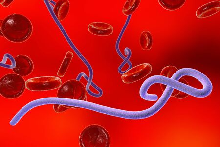 Ebola virus in blood with red blood cells, hemorrhagic fever virus. 3D illustrationの写真素材