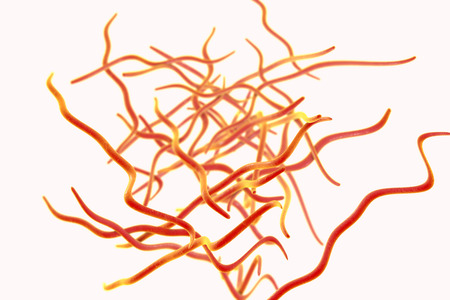 Helminths nematodes Enterobius Threadworm which cause enterobiasis, 3D illustration