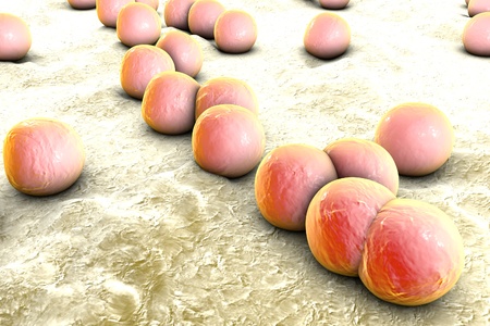 Bacteria Staphylococcus aureus on the surface of skin or mucous membrane, 3D illustration