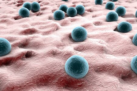Bacteria Staphylococcus aureus on the surface of skin or mucous membrane, 3D illustration