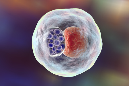 Chlamydia inclusion in human cell. 3D illustration showing group of chlamydial elementary bodies near the nucleus of a cellの写真素材