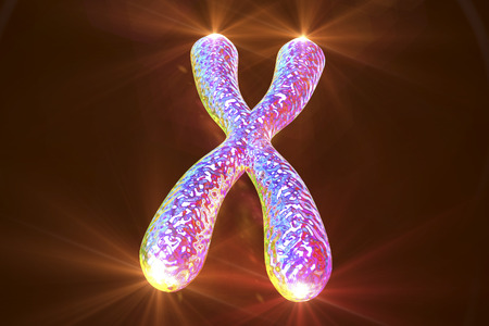 Human chromosome with shining telomeres, 3D illustrationの写真素材