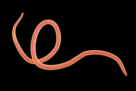 Helminths nematodes Enterobius Threadworm which cause enterobiasis, isolated on black background, 3D...