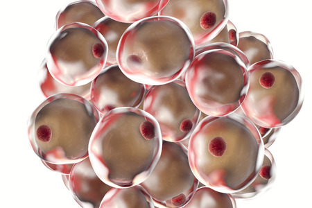 Fat cells, adiposes cell, adipocytes. 3D illustration showing presence of big lipid droplet yellow inside the cell. The red structure is nucleusの写真素材