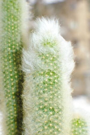 Cactus Oreocereus, close-up view. Vertical photo. Natural backgroundの写真素材