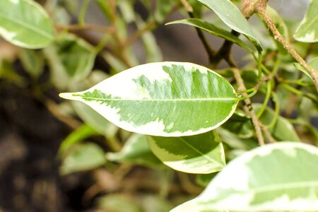 Ficus tree, close-up photo of leaves. Natural backgroundの写真素材