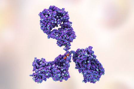 Molecular model of antibody taking part in immune defense. Molecule of immunoglobulin, 3D illustrationの写真素材