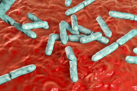 Bacteria Bifidobacterium, gram-positive anaerobic rod-shaped bacteria which are part of normal flora...