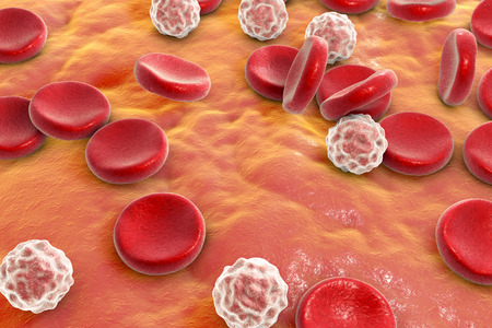 Blood cells: red blood cells erythrocytes and white blood cells leukocytes . 3D illustrationの写真素材