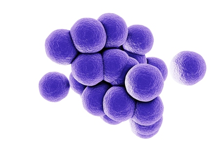 Bacteria Staphylococcus aureus MRSA isolated on white background, 3D illustrationの写真素材