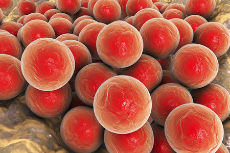Bacteria Staphylococcus aureus MRSA on the surface of skin or mucous membrane, 3D illustration