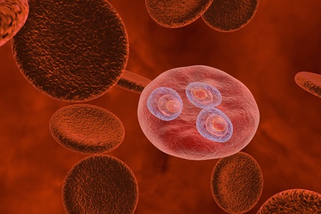 Malaria. Plasmodium vivax in early trophozoite ring stage inside red blood cell, 3D illustration