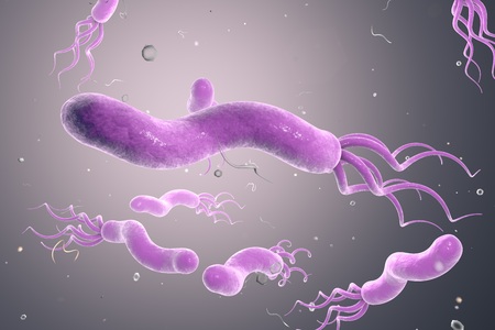 3D illustration of Helicobacter pylori, bacterium which causes gastric and duodenal ulcerの写真素材