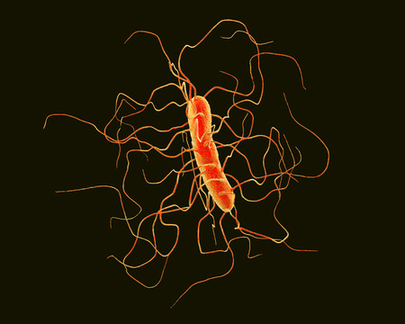Clostridium difficile bacterium isolated on black background, 3D illustration. Bacteria which cause pseudomembraneous colitis and are associated with nosocomial antibiotic resistanceの写真素材