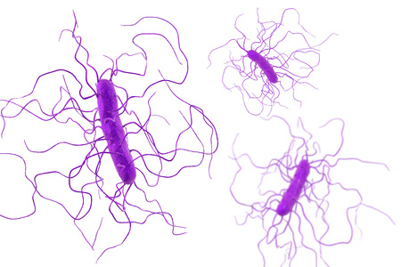 Clostridium difficile bacteria isolated on white background, 3D illustration. Bacteria which cause pseudomembraneous colitis and are associated with nosocomial antibiotic resistanceの写真素材