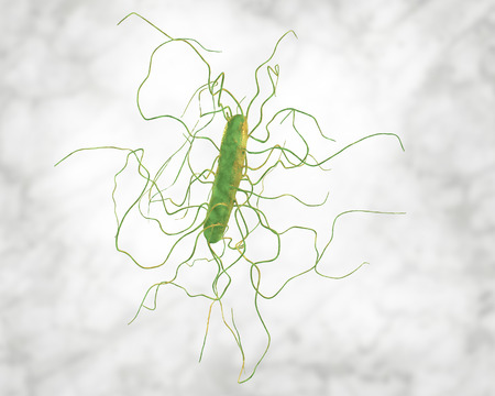 Clostridium difficile bacterium, 3D illustration. Bacteria which cause pseudomembraneous colitis and are associated with nosocomial antibiotic resistanceの写真素材