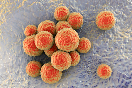 Bacteria methicillin-resistant Staphylococcus aureus MRSA, multidrug resistant bacteria, on surface...