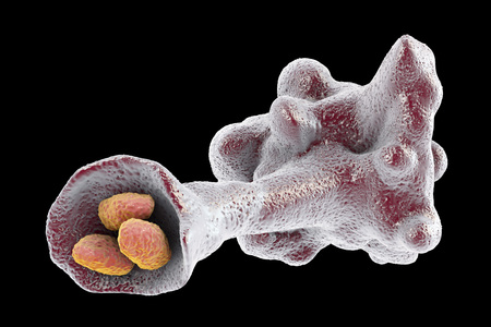 Amoeba protozoan engulfing bacteria isolated on black background, 3D illustration
