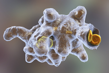 Entamoeba histolytica protozoan engulfing red blood cells. Parasite which causes amoebic dysentery and ulcers. It has ability to engulf red blood cells and is called erythrophage 3D illustrationの写真素材