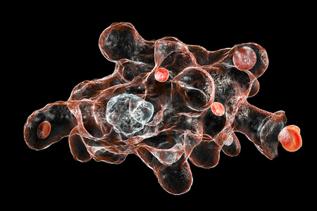 Entamoeba histolytica protozoan engulfing red blood cells isolated on black background. Parasite...