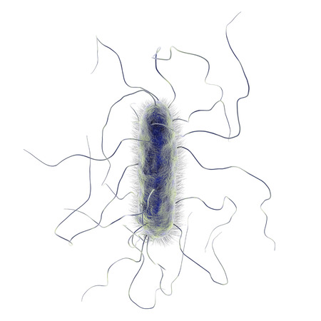 Proteus mirabilis bacterium isolated on white background, 3D illustration. Gram-negative bacterium...