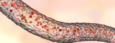 Blood vessel with flowing blood cells, side view, 3D illustrationの写真素材