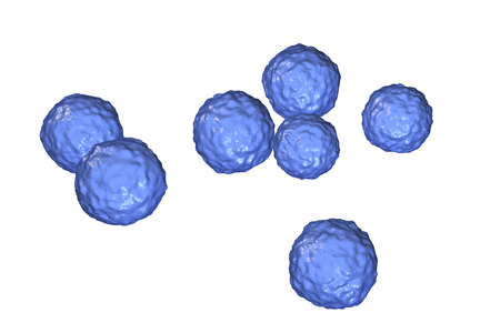 Bacteria Enterococcus isolated on white background, 3D illustration. Gram-positive cocci which cause infant endocarditis and other infectionsの写真素材