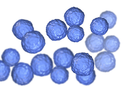 Bacteria Enterococcus isolated on white background, 3D illustration. Gram-positive cocci which cause infant endocarditis and other infectionsの写真素材