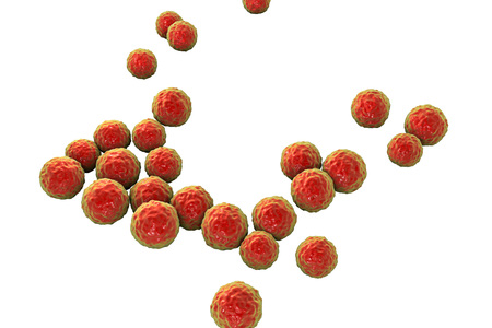 Bacteria Enterococcus isolated on white background, 3D illustration. Gram-positive cocci which cause...